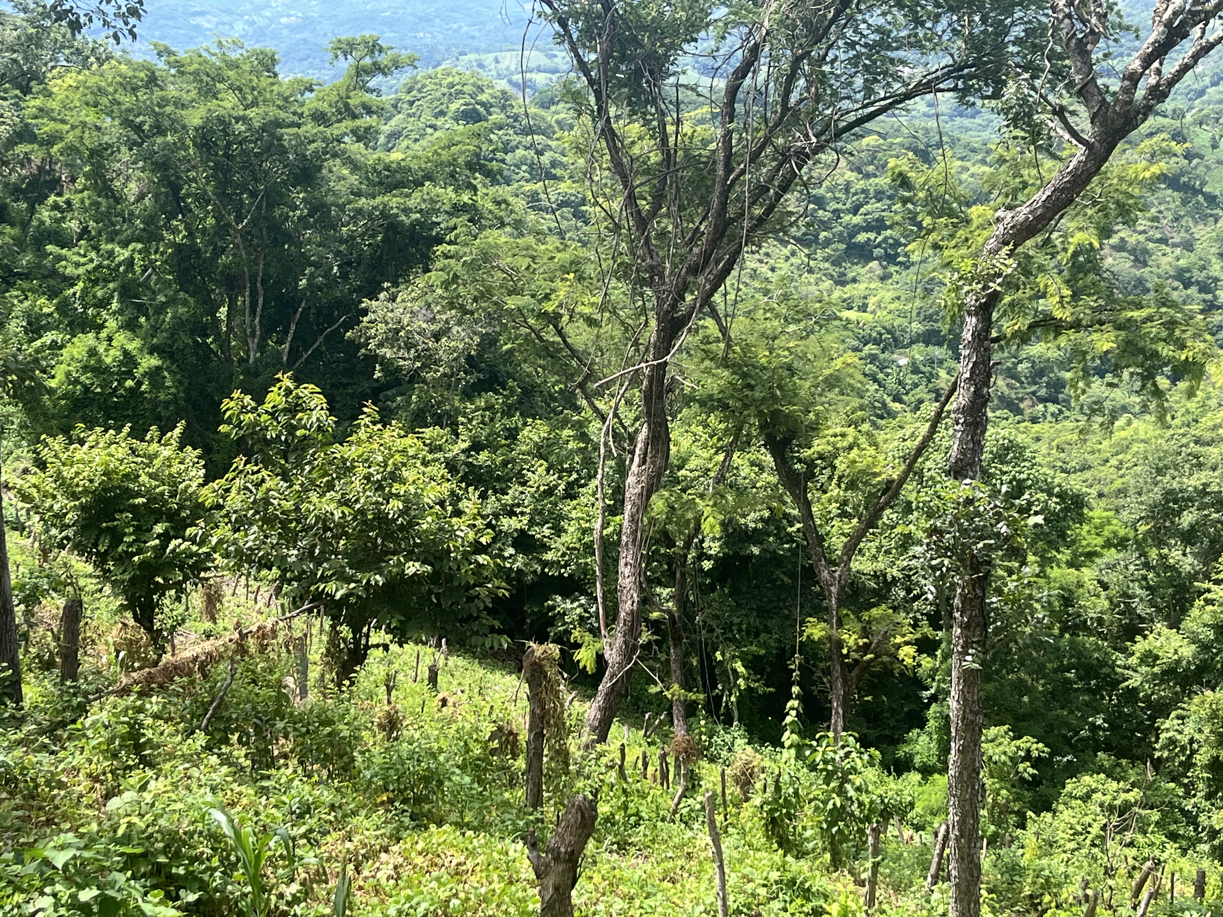 Finca familiar El Salvador