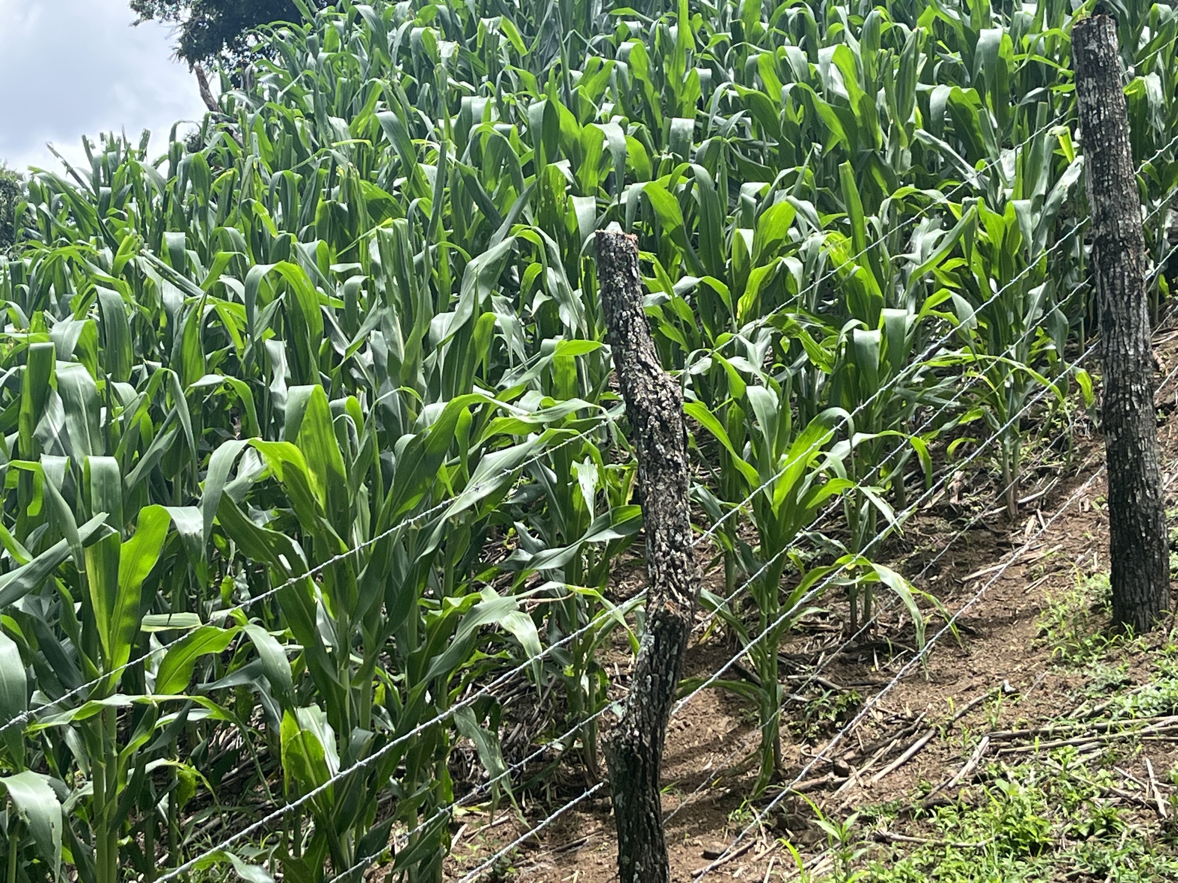 Finca familiar El Salvador
