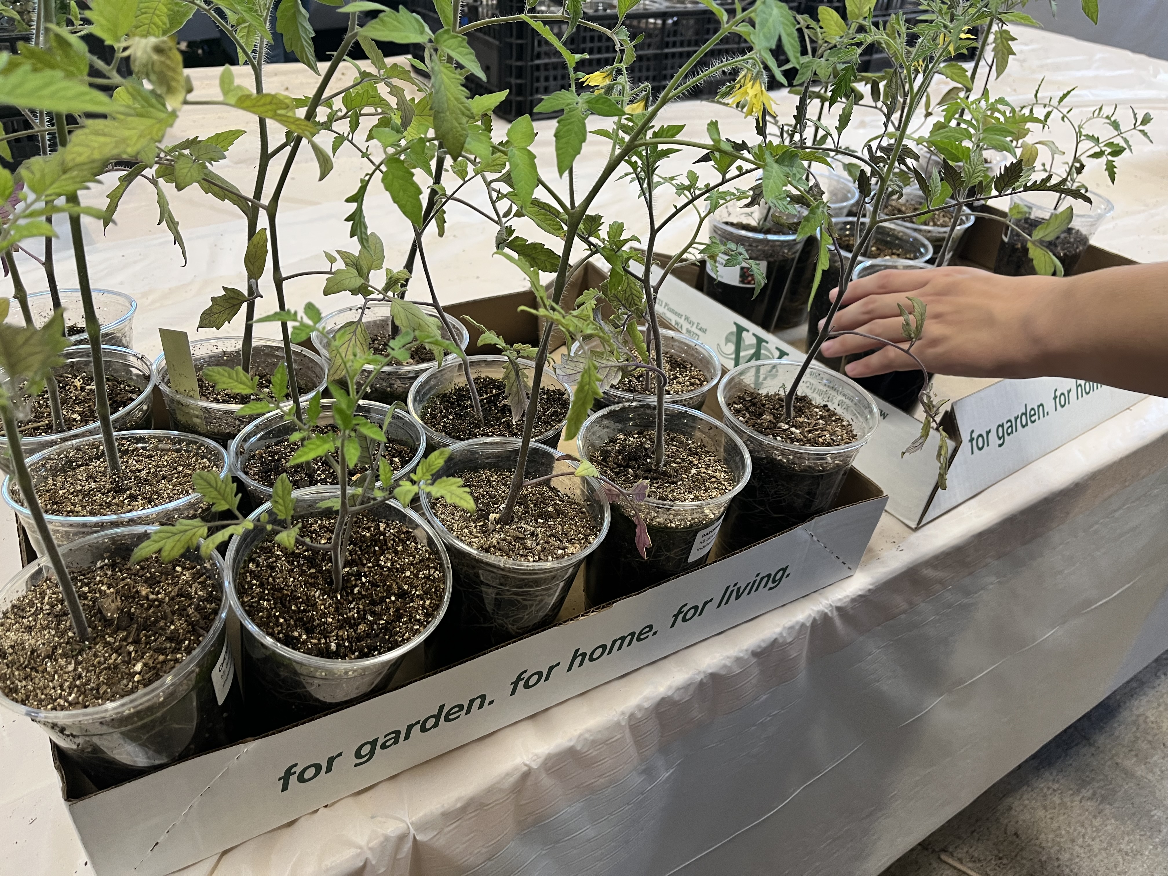 Tomato starts