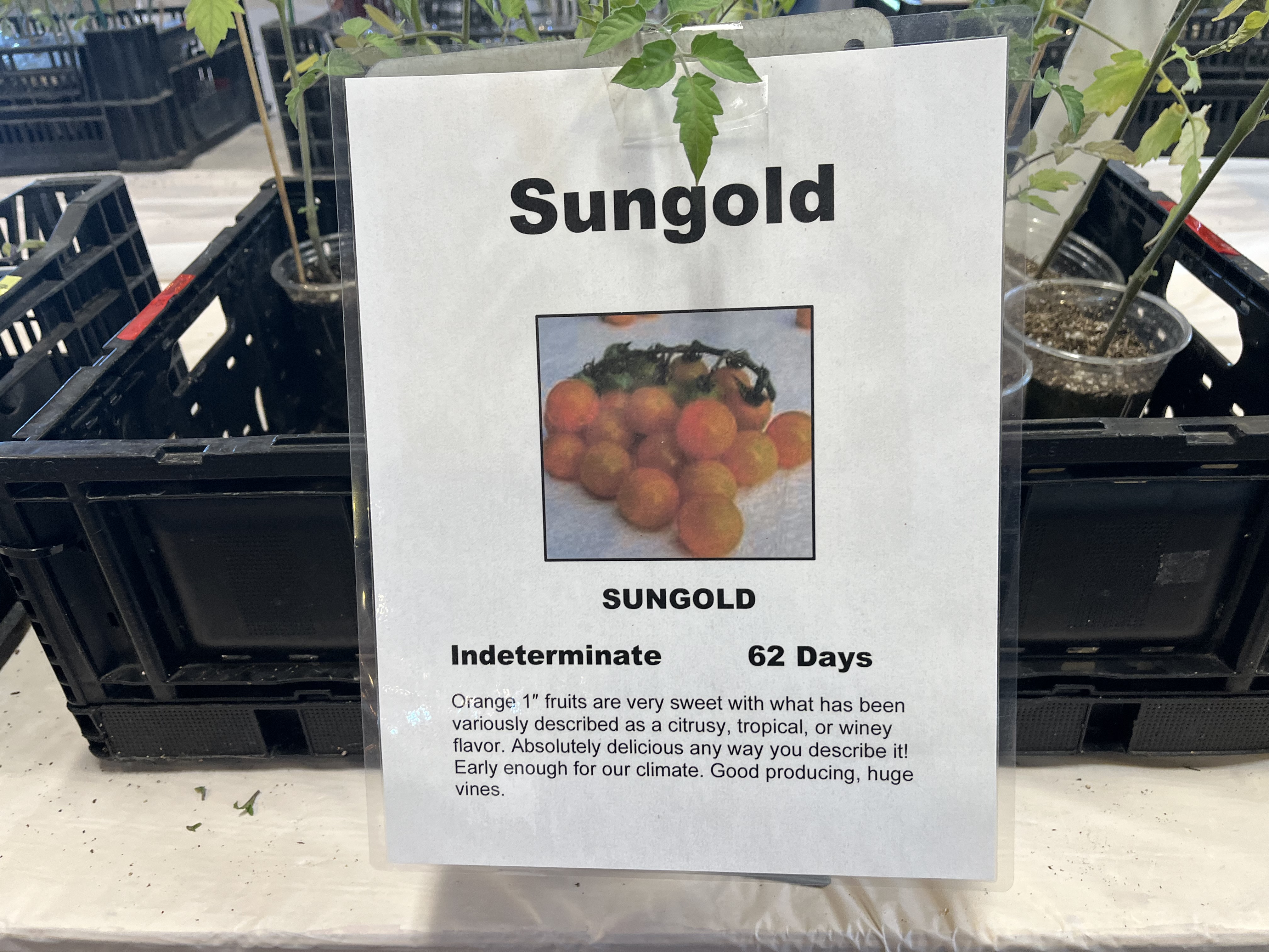 Tomato starts