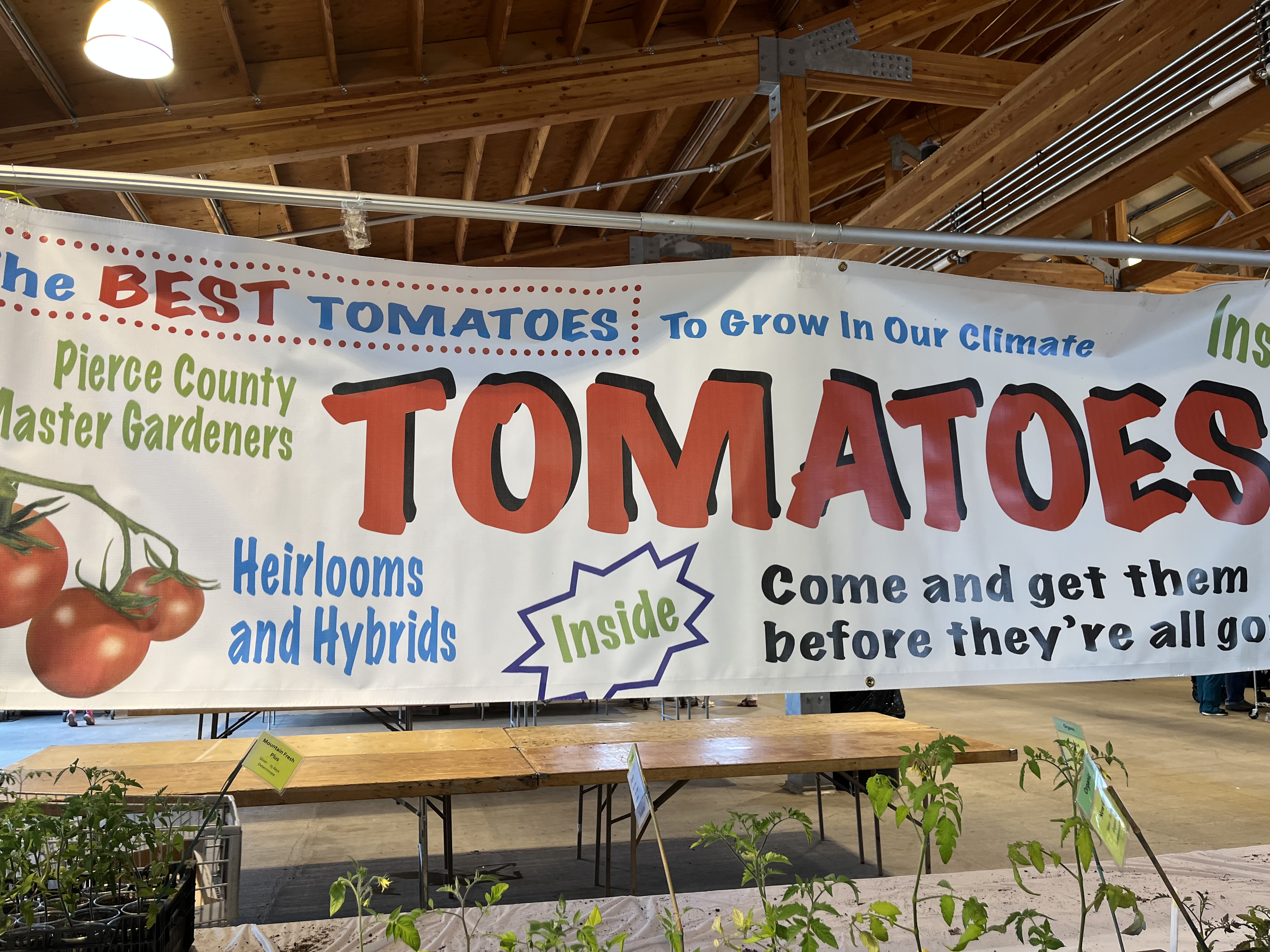 Tomato starts