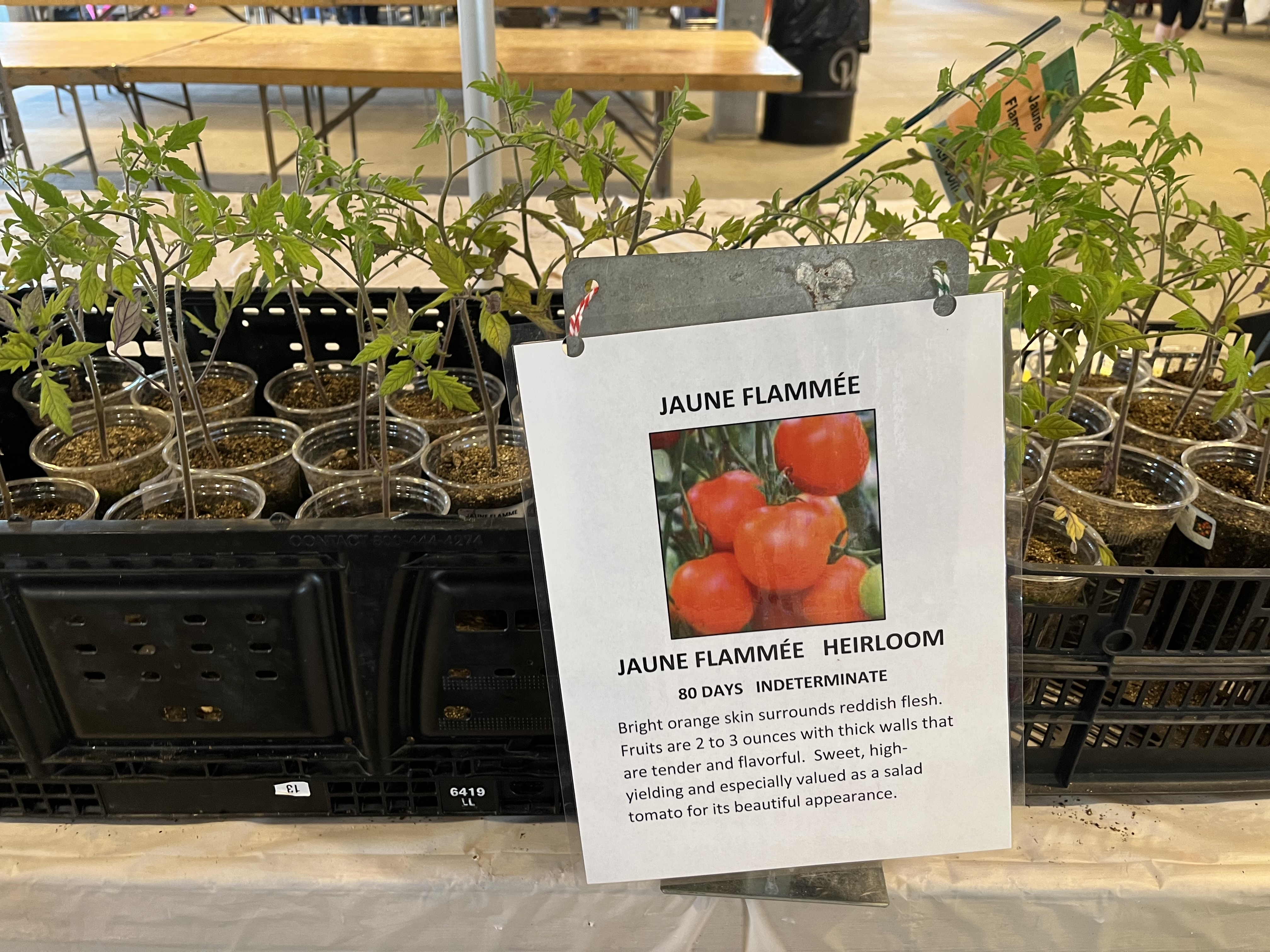 Tomato starts