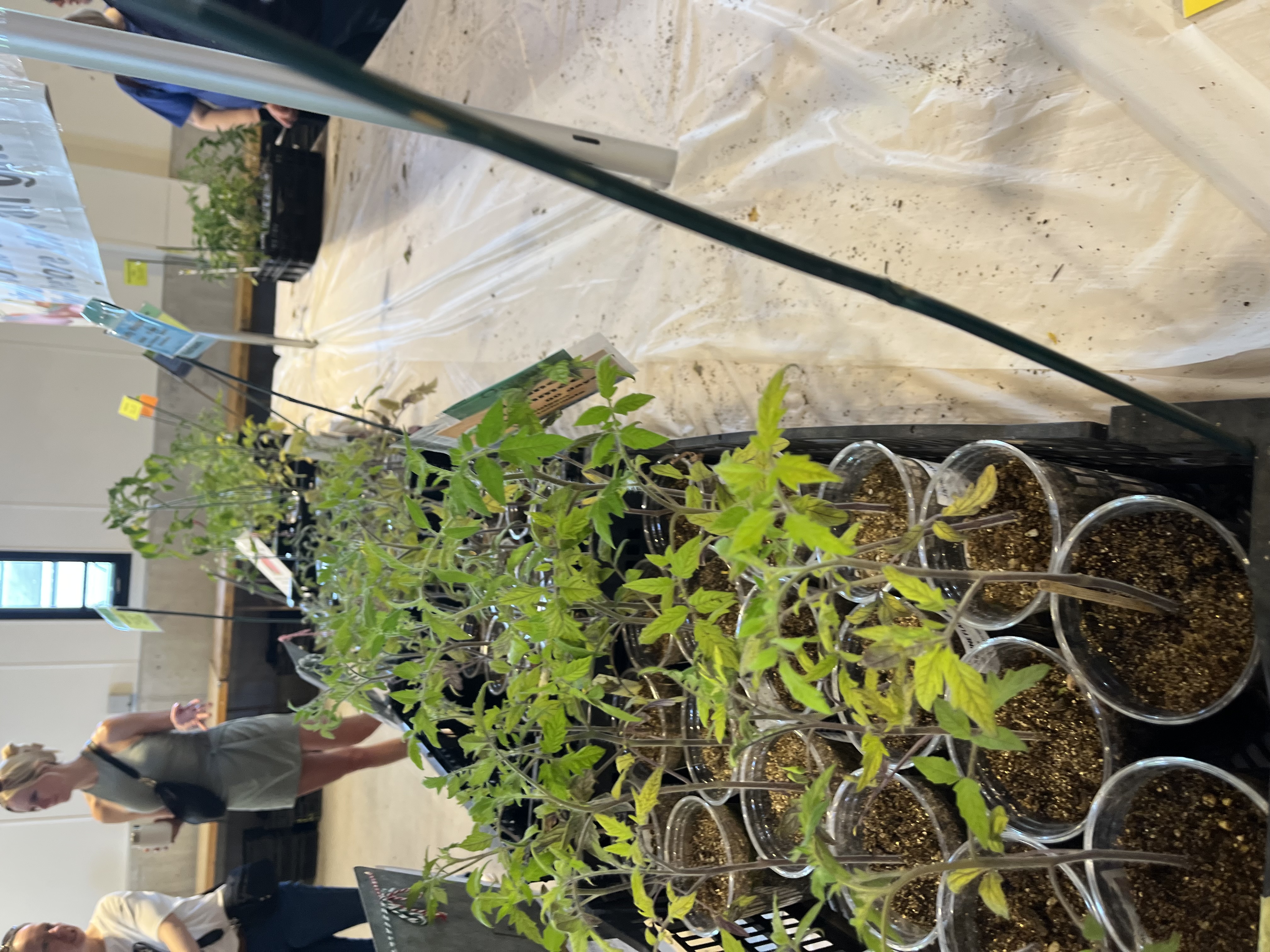 Tomato starts