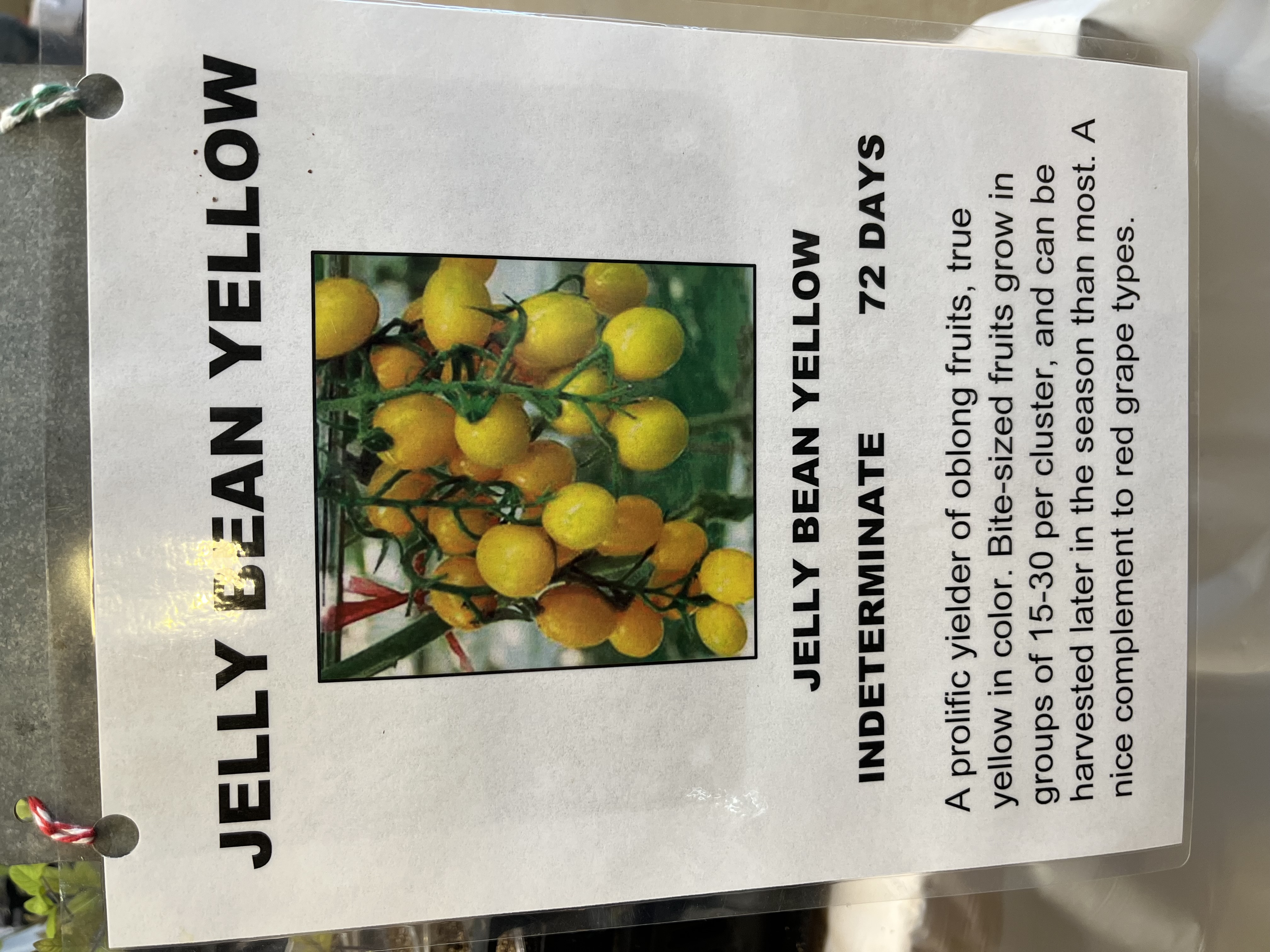 Tomato starts