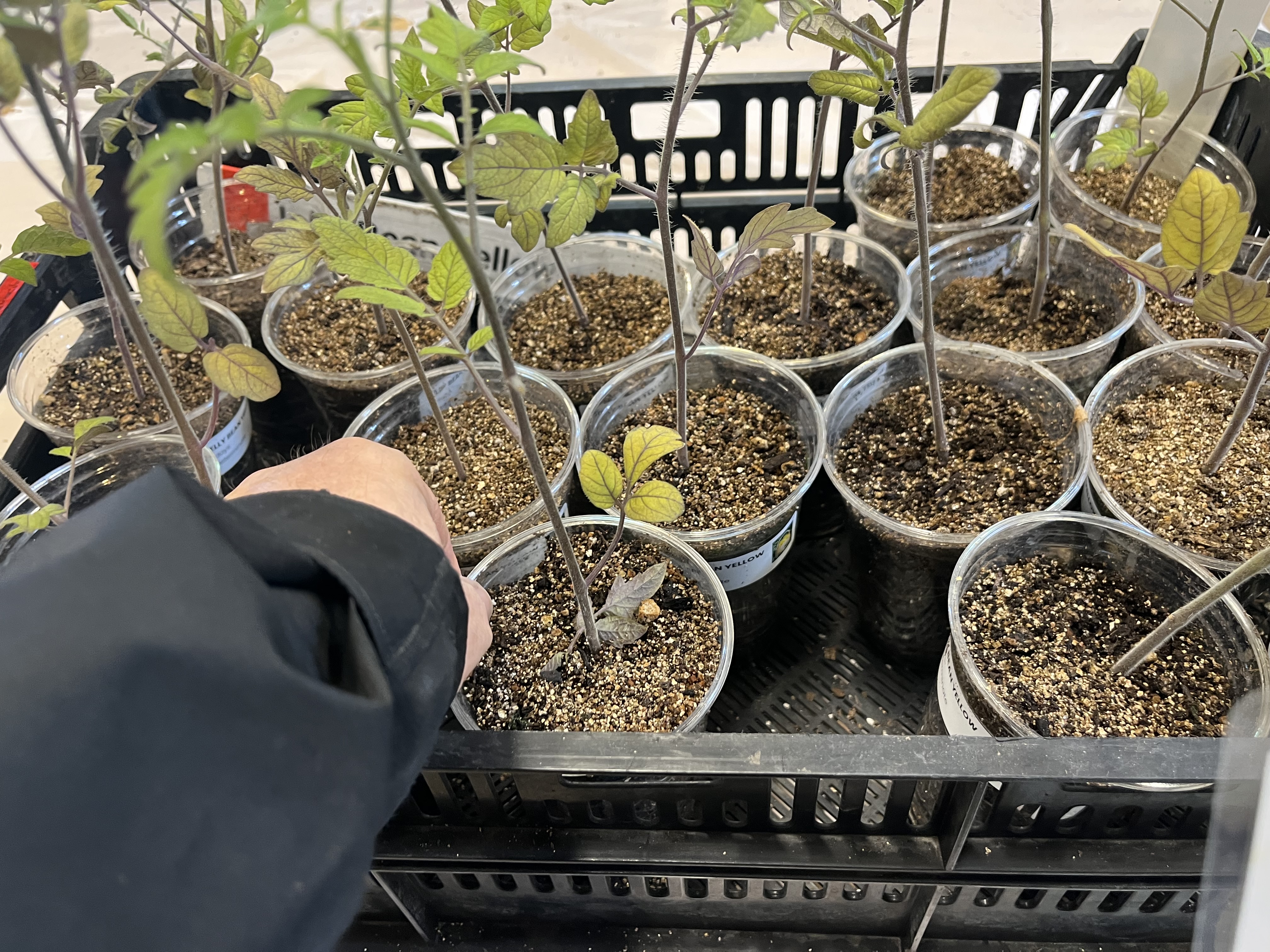 Tomato starts