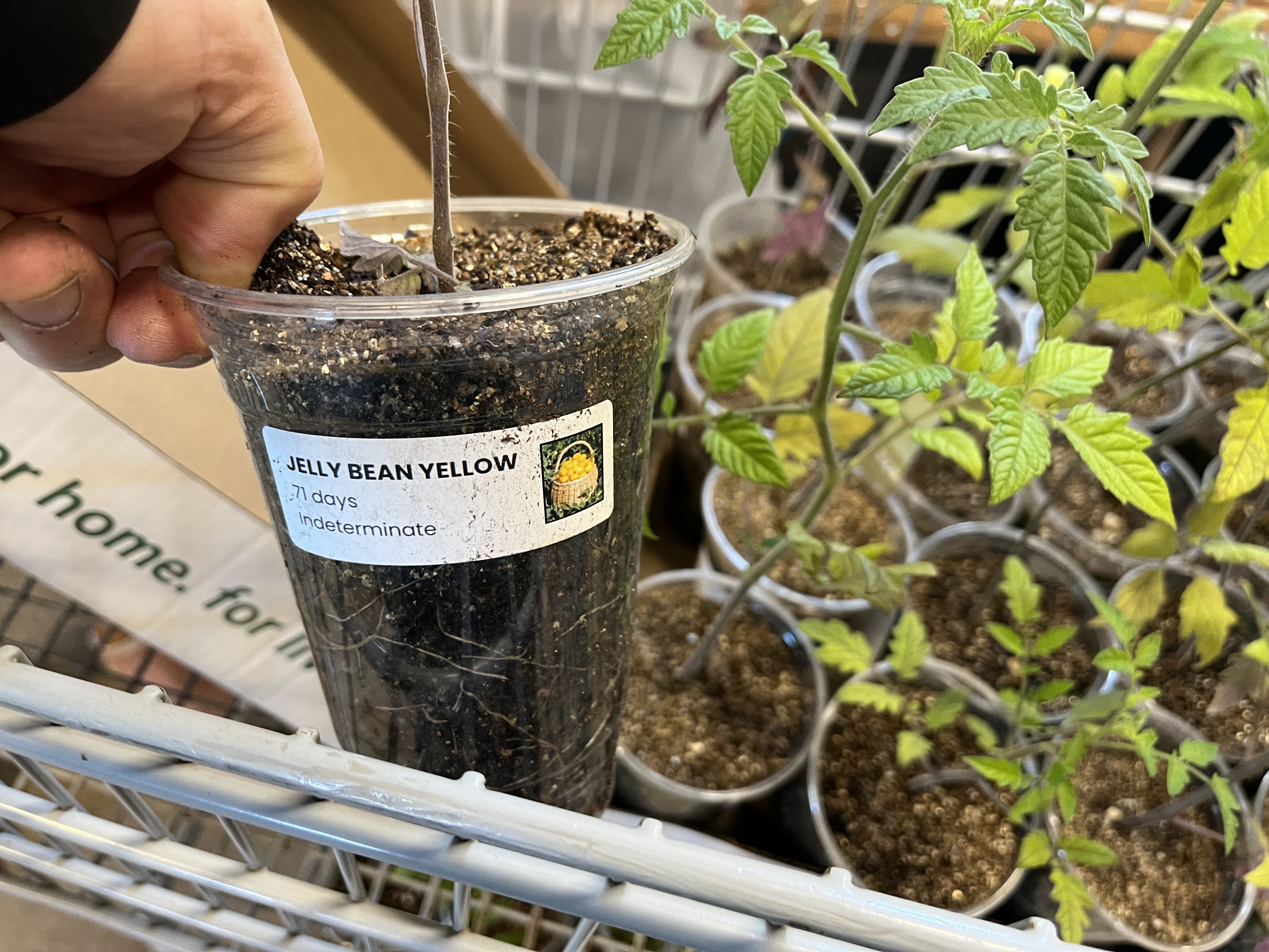 Tomato starts