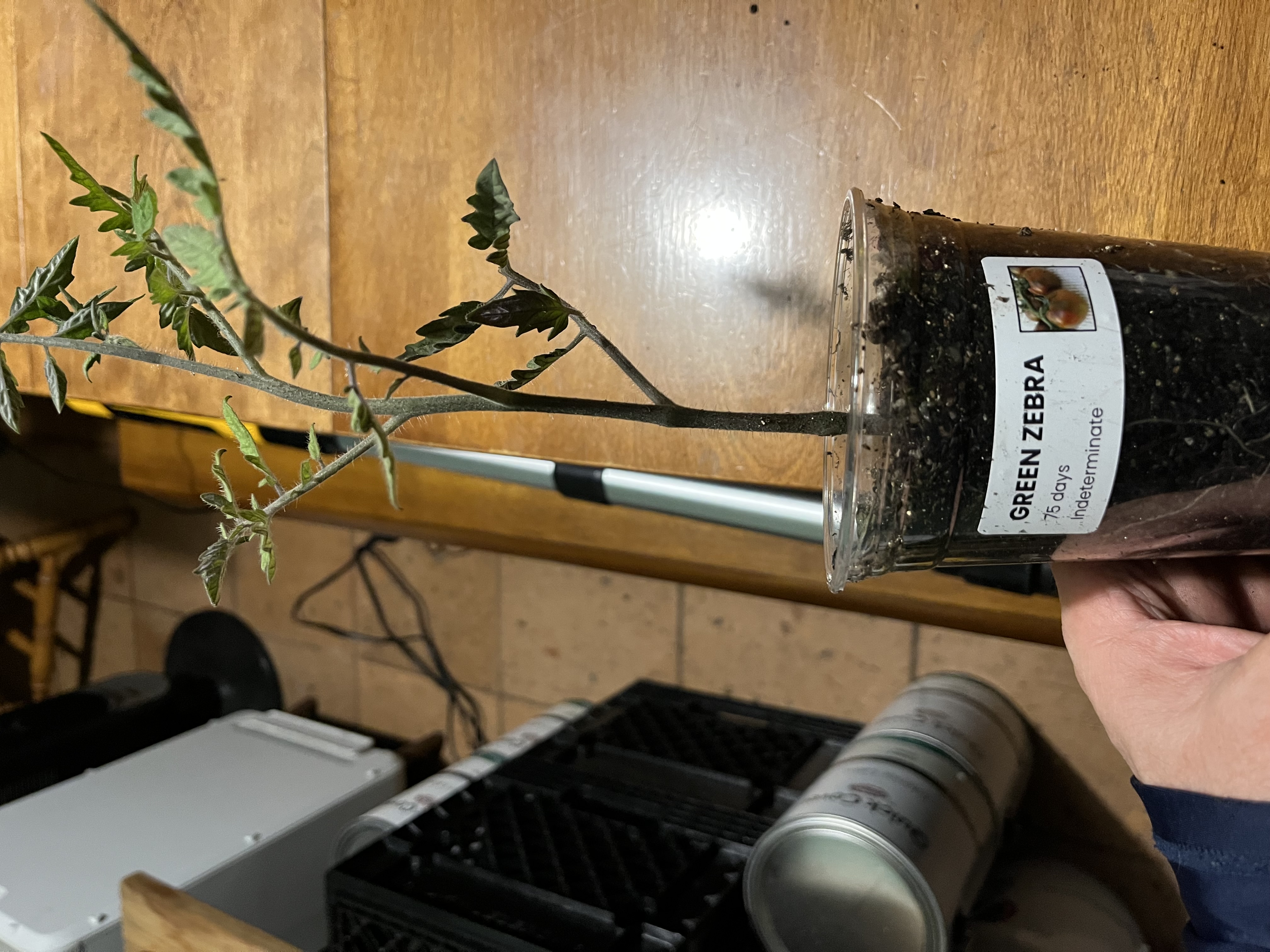 Tomato starts