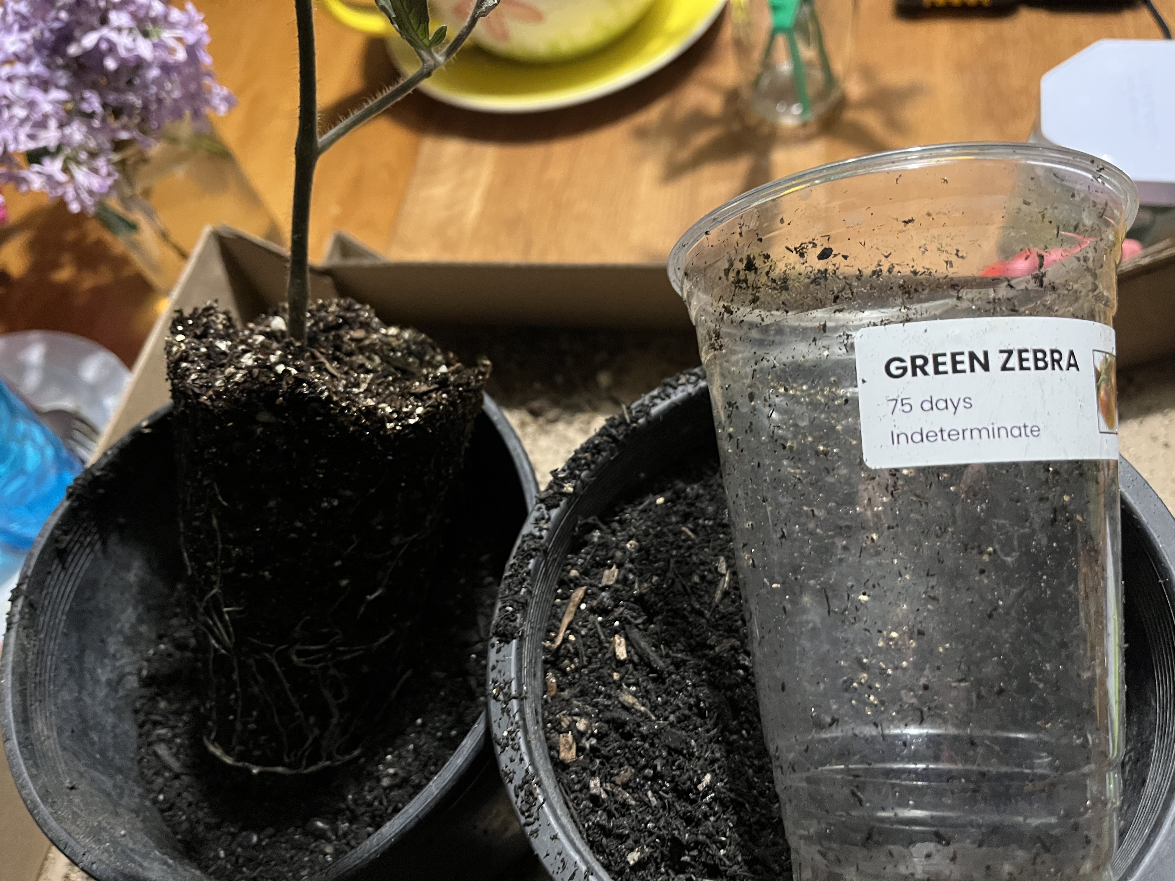 Tomato starts