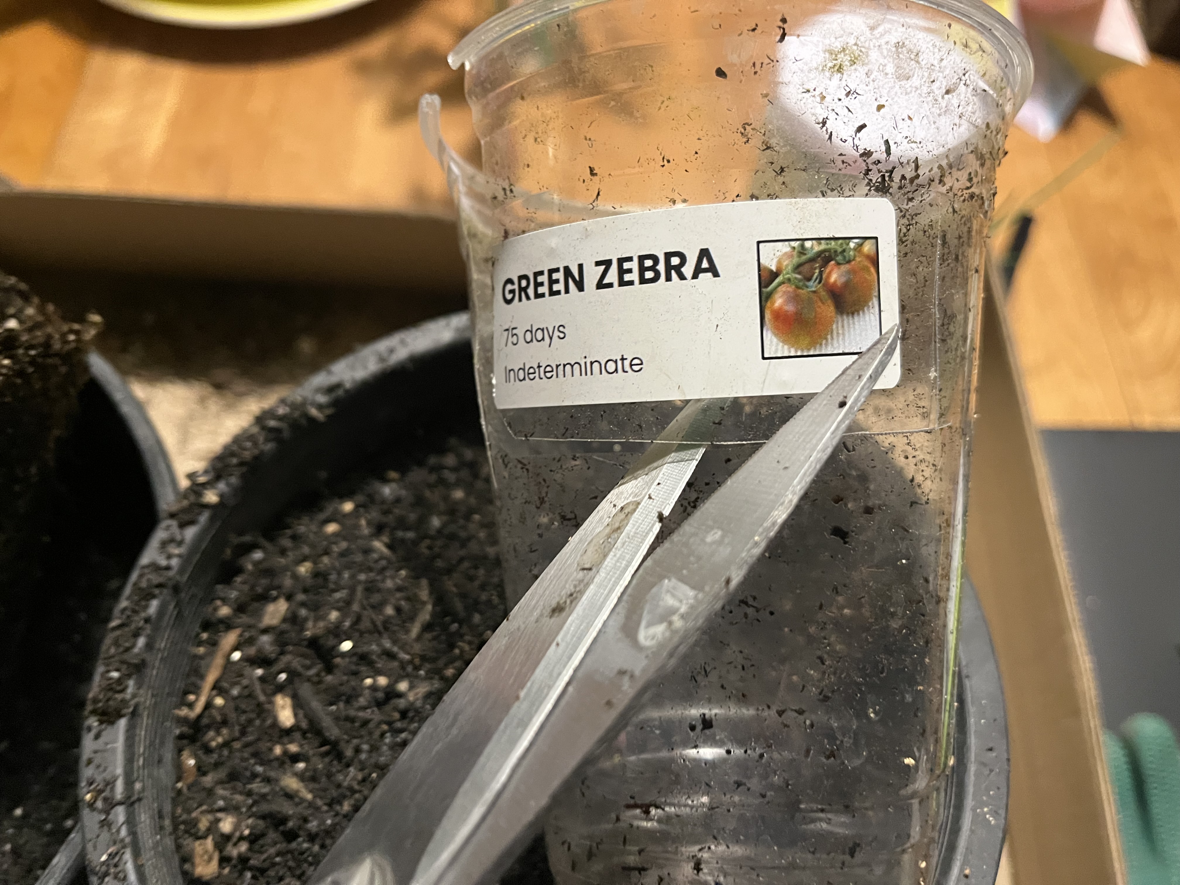 Tomato starts