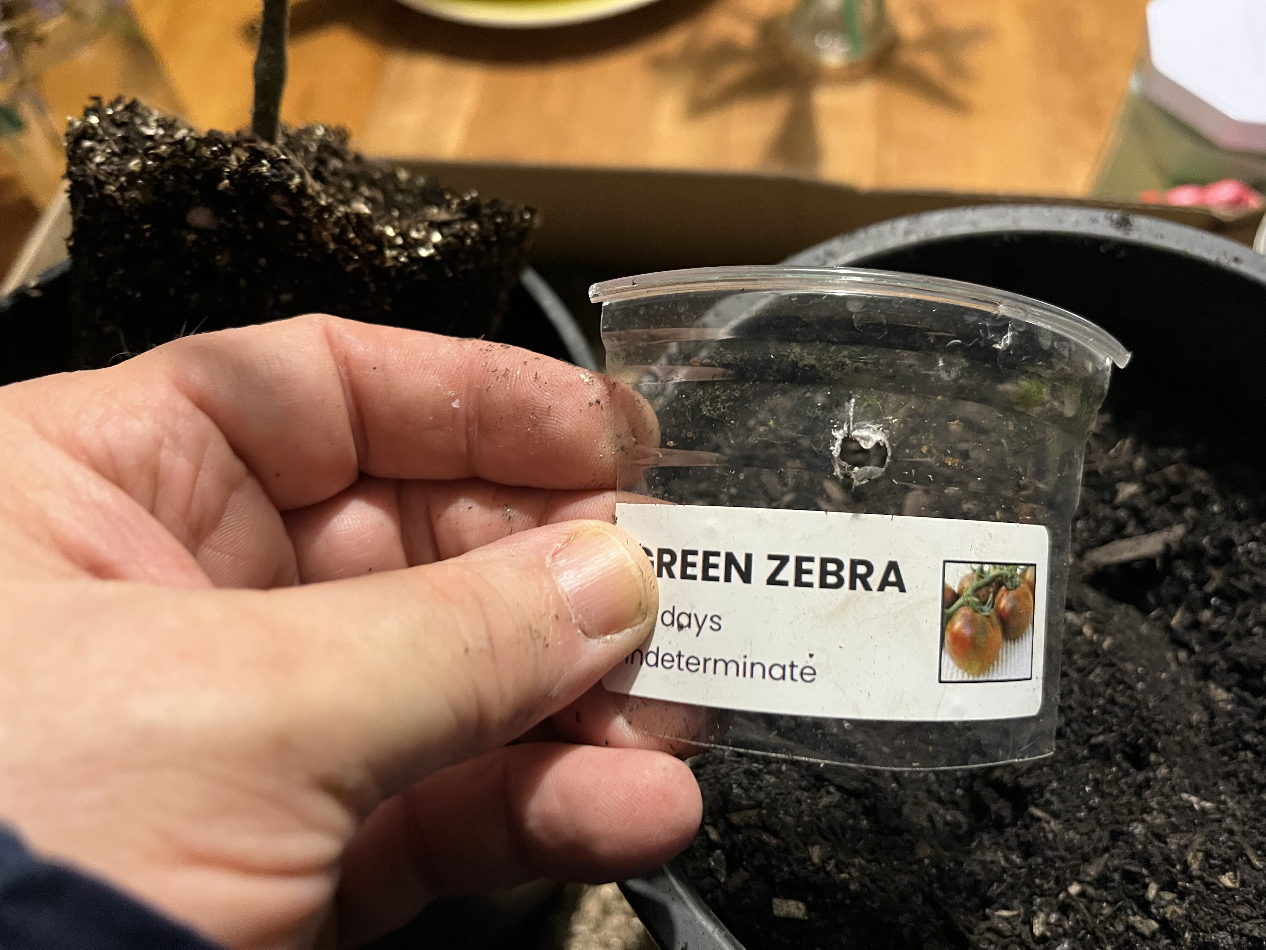 Tomato starts