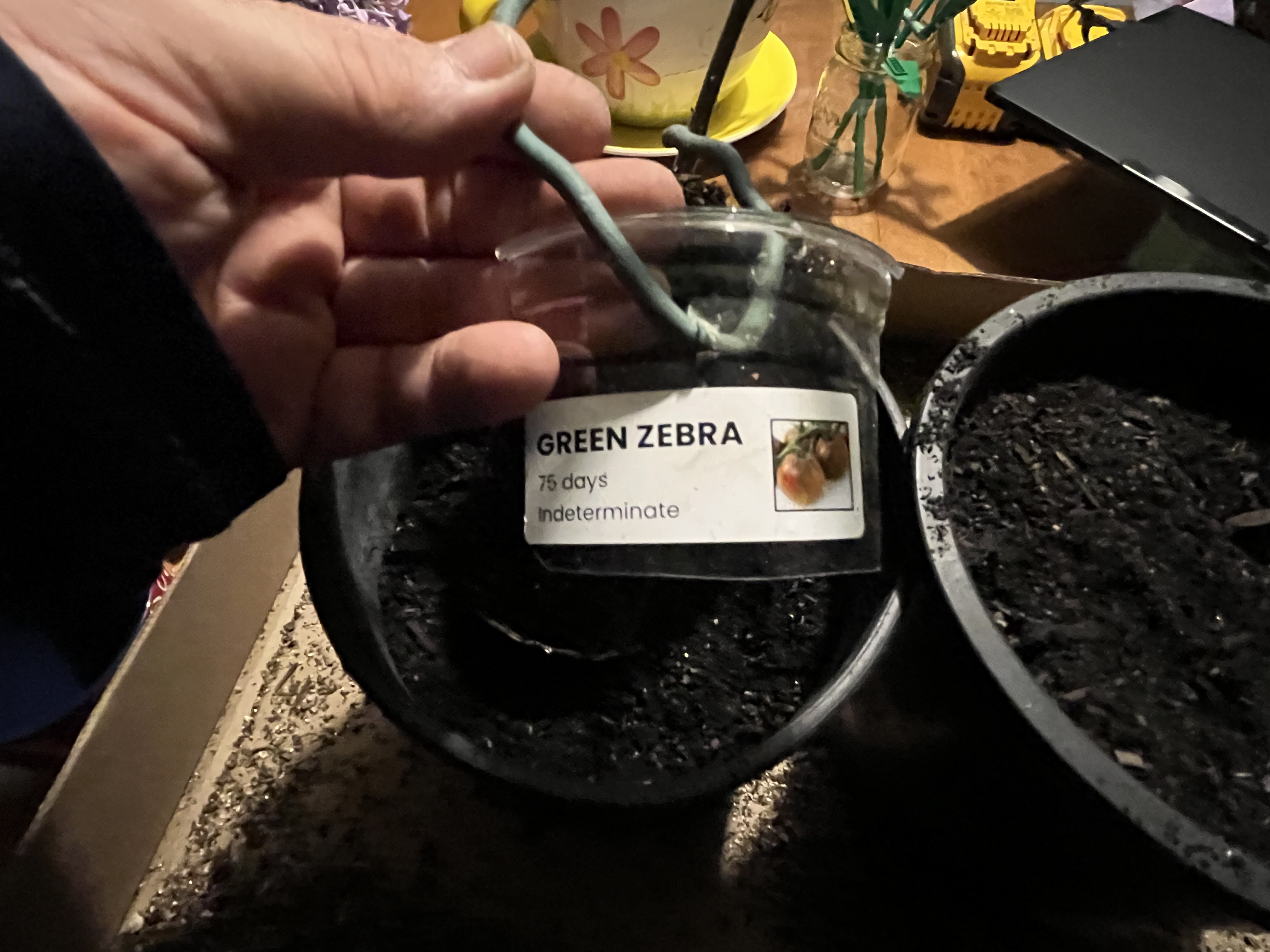 Tomato starts