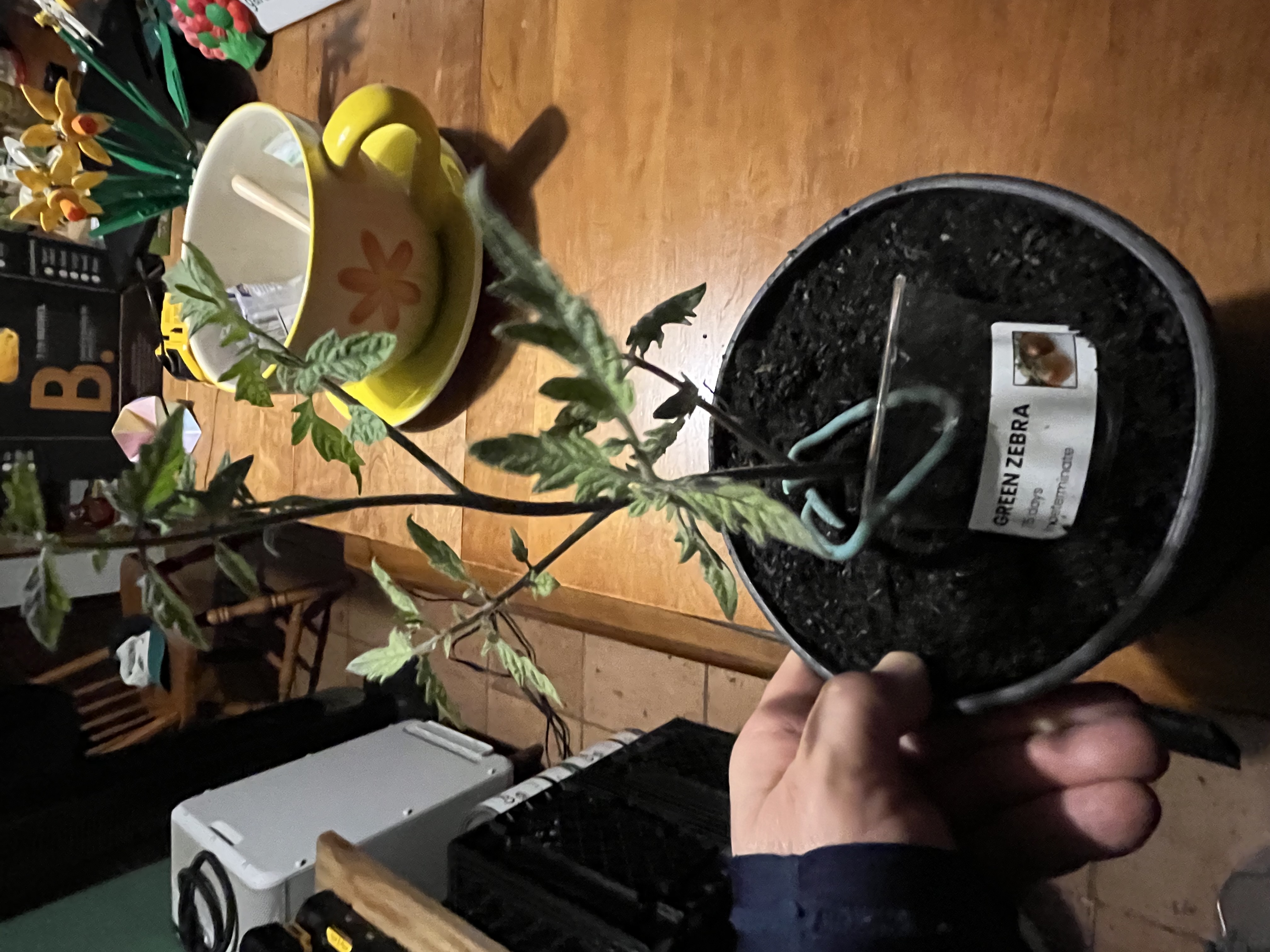Tomato starts
