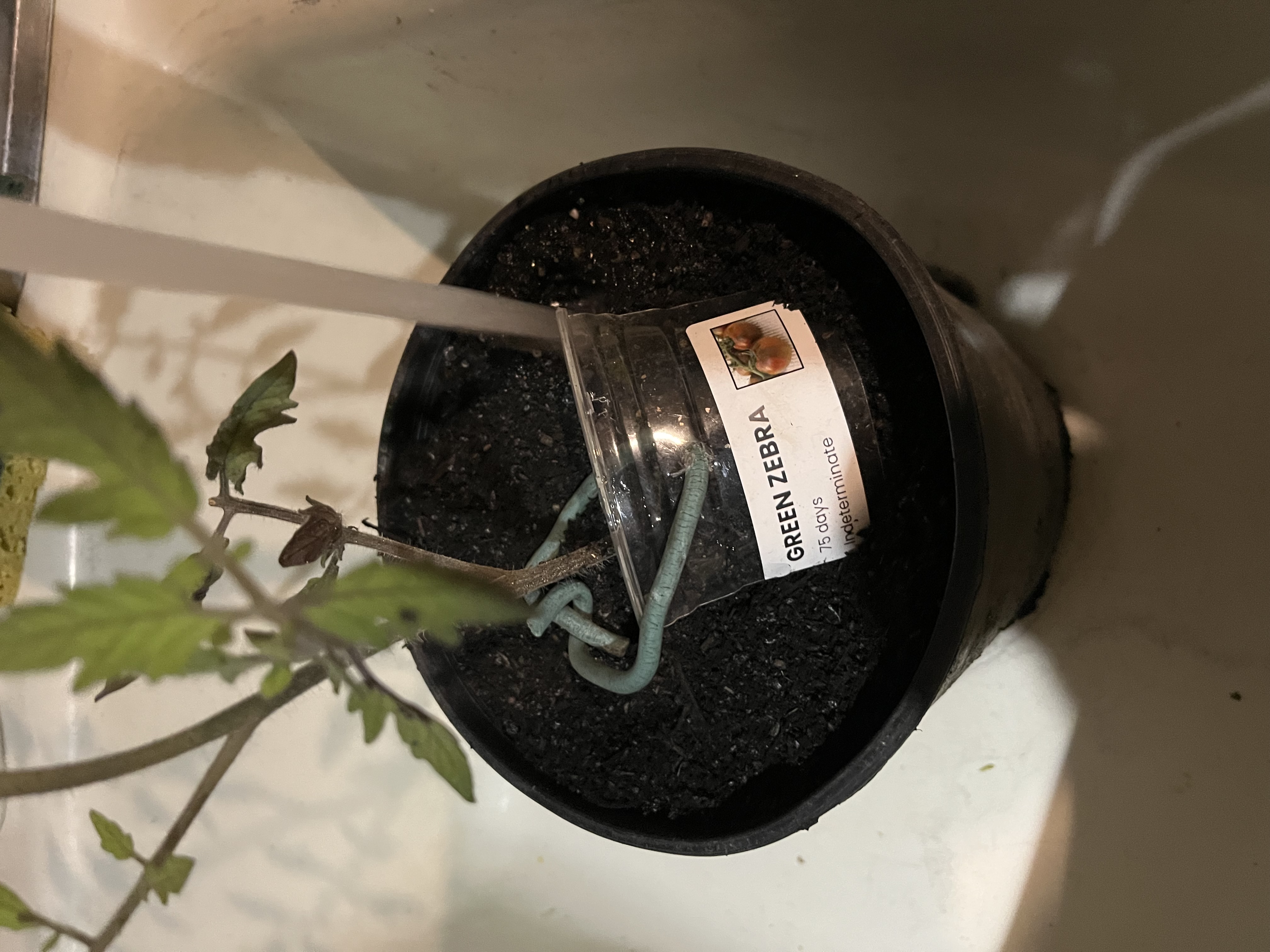 Tomato starts