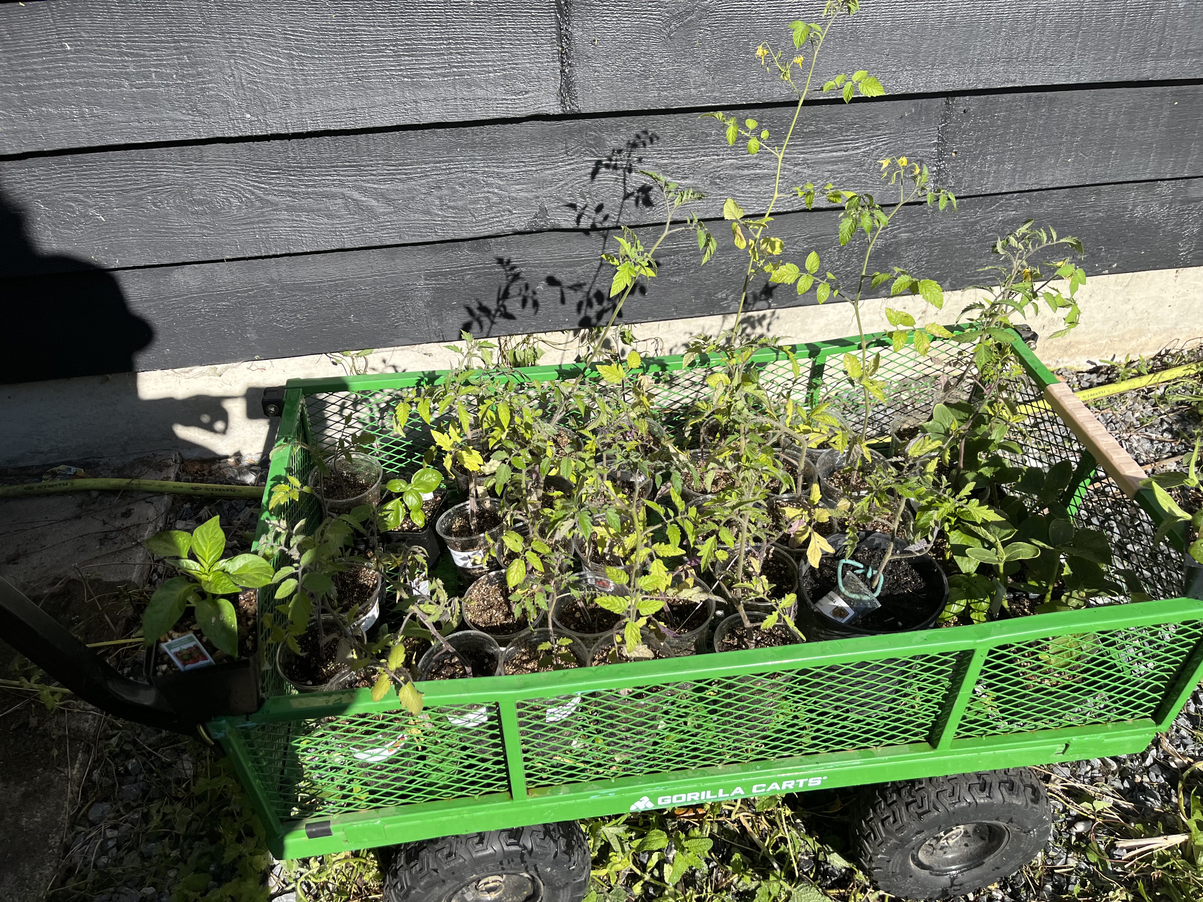 Tomato starts