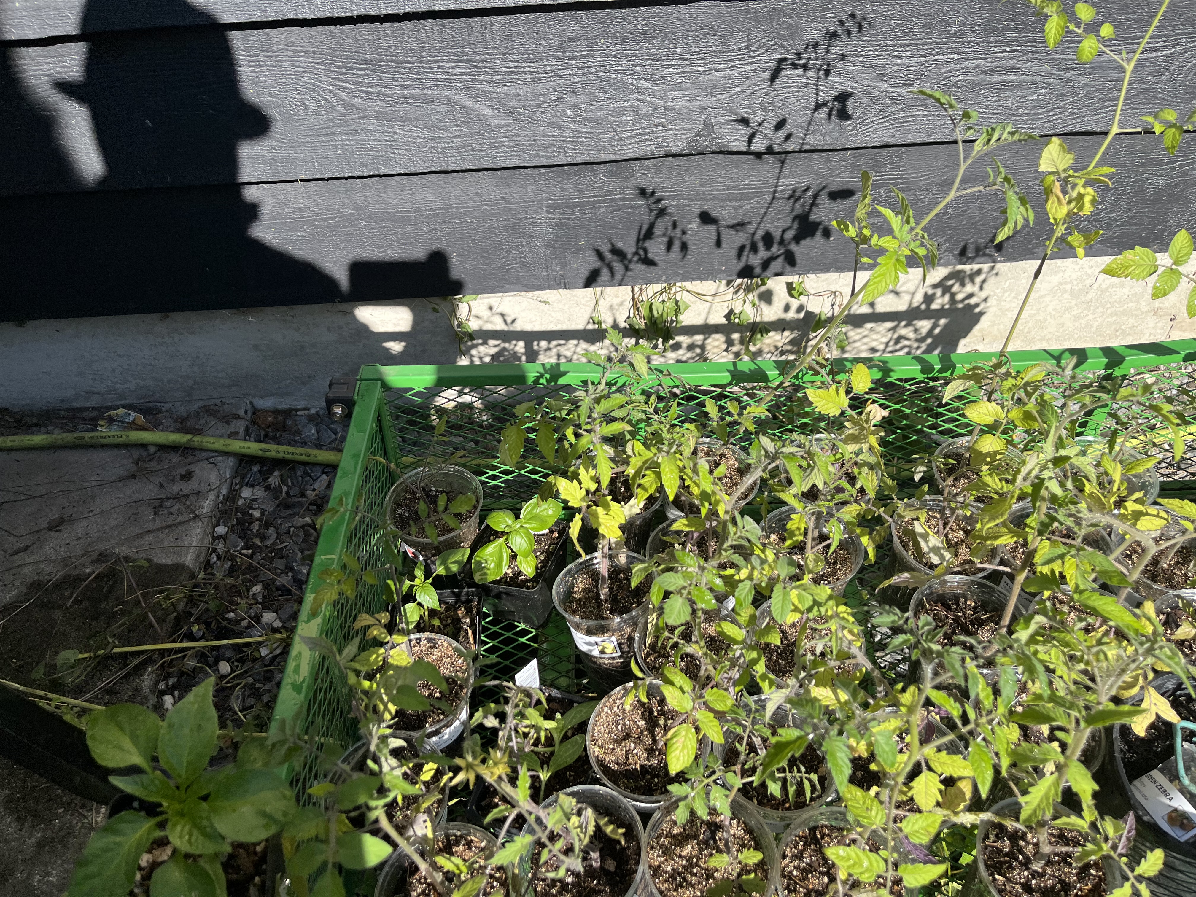 Tomato starts
