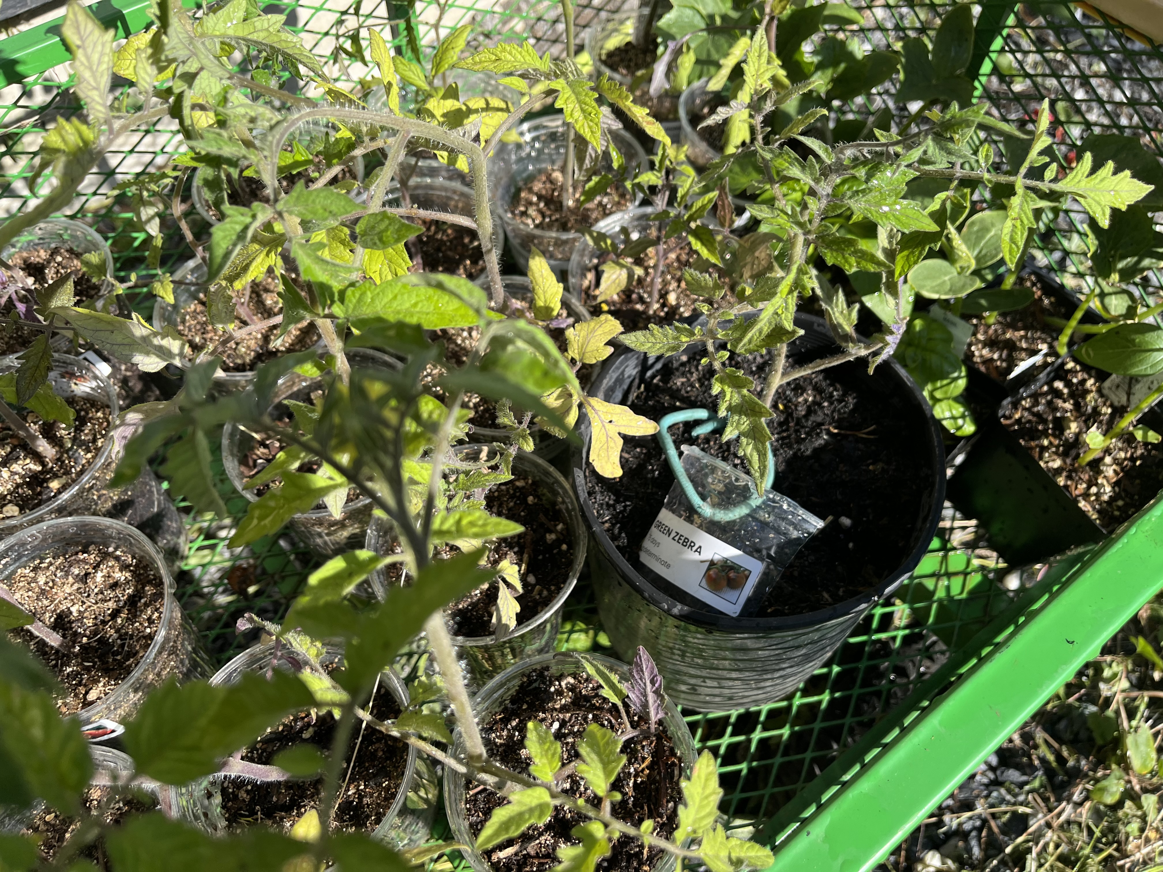 Tomato starts