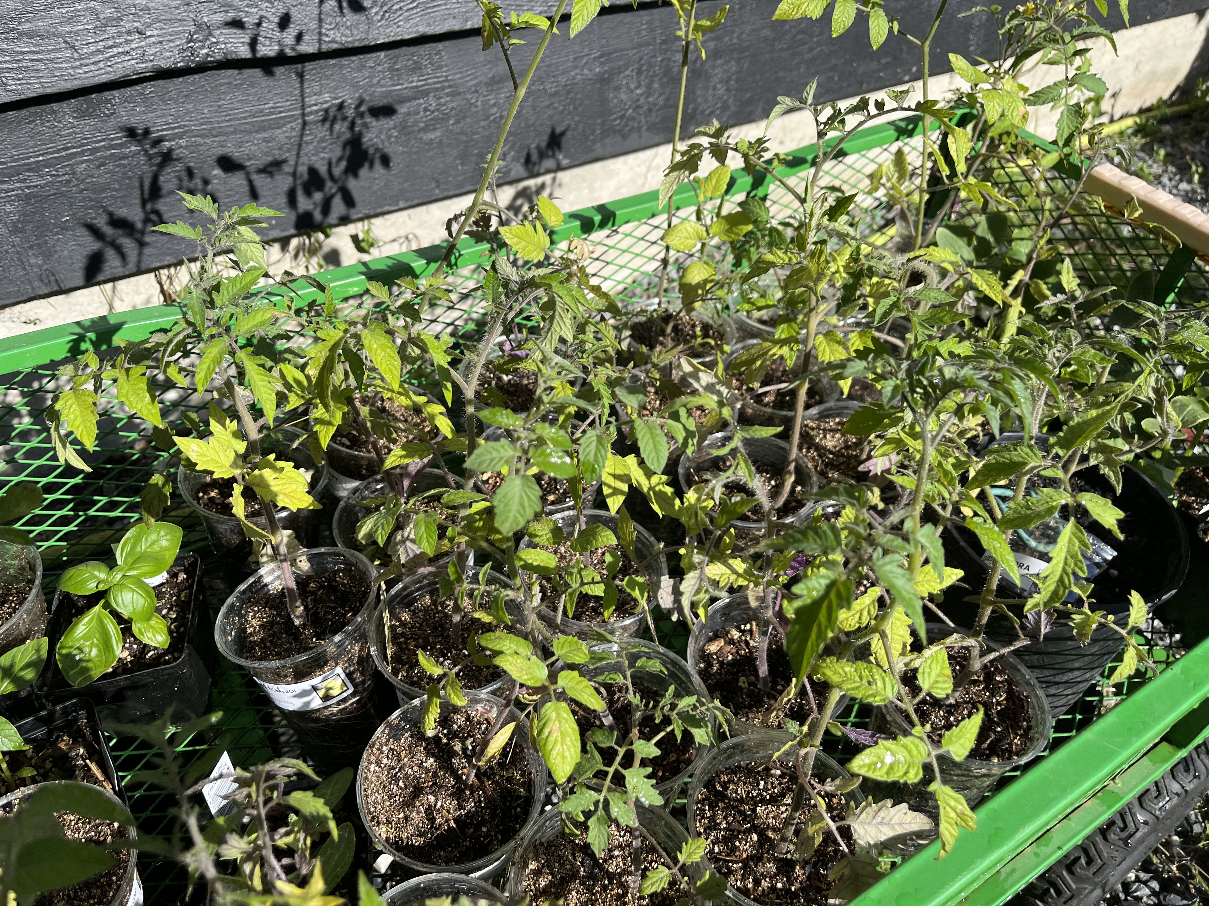 Tomato starts
